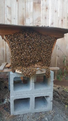 bee1