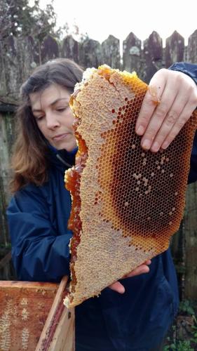 bees5