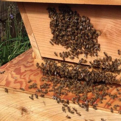 new bees